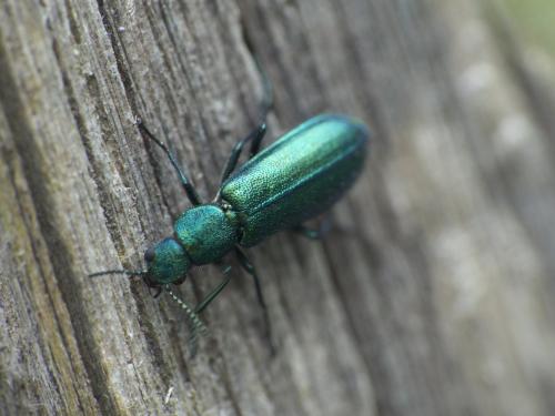 Réf. 236 594 : Psilothrix viridicoerulea